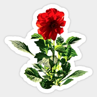 Red Gerbera Daisy Sticker